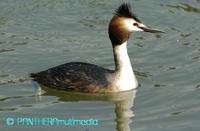 Podiceps cristatus ssp