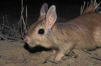 ...Springhare, Pedetes capensis, Nocturnal species, Kgalagadi Transfrontier Park, Kalahari, South A