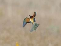 Bee-eater (Merops apiaster)