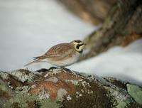 Shore Lark (Eremophila alpestris)