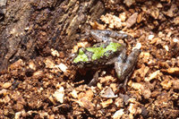 : Acris crepitans; Northern Cricket Frog