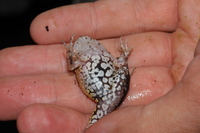 : Craugastor megacephalus