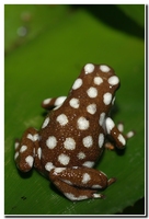 : Dendrobates mysteriosus