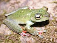 : Hypsiboas rufitelus
