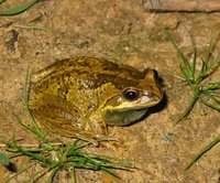 : Litoria verreauxii; Verreaux's Tree Frog