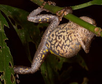 : Pristimantis diadematus