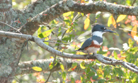 : Ceryle alcyon; Belted Kingfisher