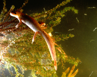 : Salamandrella keyserlingii; Siberian Salamander