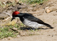 : Melanerpes formicivorus; Acorn Woodpecker