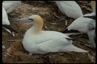 : Morus bassanus; Northern Gannet