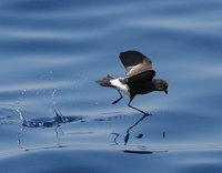 : Oceanites oceanicus; Wilson's Storm-petrel