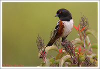 : Pipilo maculatus; Spotted Towhee