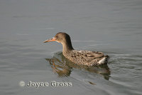 : Rallus longirostris; Clapper Rail