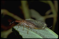 : Agulla unicolor; Snakefly