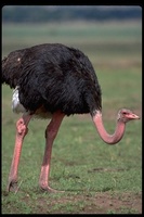 : Struthio camelus camelus; Common Ostrich
