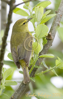 : Vermivora celata; Orange-crowned Warbler