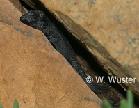 : Cordylus niger; Black Girdled Lizard