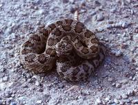 : Crotalus viridis lutosus; Great Basin Rattlesnake