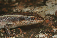 : Trachylepis striatus; Striped Skink