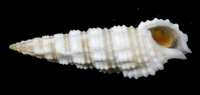 : Cerithium salebrosum