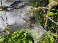 : Malacosoma americanum; Eastern Tent Caterpillar