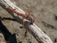 : Sympetrum madidum; Red-veined Meadowhawk