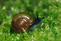 : Oxychilus draparnaudi; Dark-bodied Glass-snail