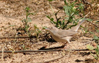 Female Menetries Warbler