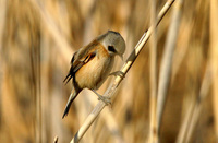 Fig. 15. Chinese Penduline Tit : 스윈호오목눈이