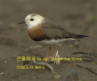 큰물떼새 Oriental Plover