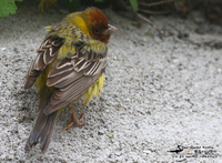 붉은머리멧새 / Red-headed Bunting | 멧새과   | 참새목