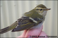 Yellow-browed Warbler Phylloscopus inornatus