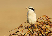 Steppe Grey Shrike (Lanius meridionalis pallidirostris)