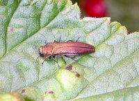 Agrilus ribesi