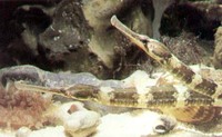 Greater Pipefish, Syngnathus acus