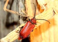 Pyrrhidium sanguineum