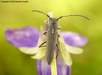 Phytoecia scutellata