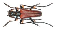 Stenocorus heterocerus