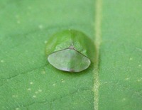 Cassida viridis - Green Tortoise Beetle