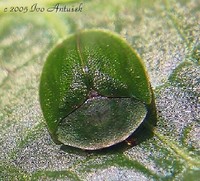 Cassida viridis - Green Tortoise Beetle
