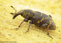 Hylobius abietis - Pine Weevil