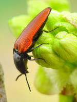 Ampedus sanguineus
