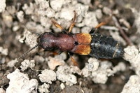 Dinothenarus fossor