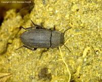 Gonocephalum granulatum pusillum