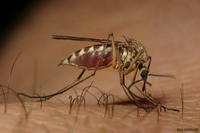 Culex pipiens - Northern House Mosquito