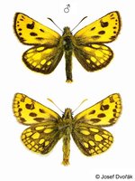 Carterocephalus silvicola - Northern Chequered Skipper