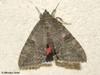 Catocala nupta - Red Underwing