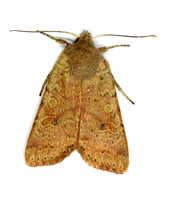 Agrochola laevis
