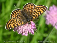 Melitaea cinxia - Glanville Fritillary