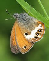 Coenonympha arcania - Pearly Heath